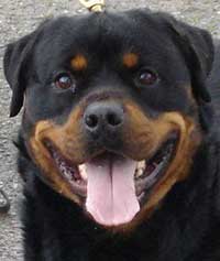 Brutus
