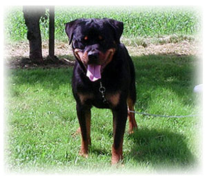 Brutus