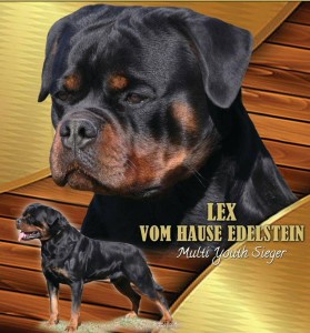 Lex vom Hause Edelstein 11148724_10206375281721671_6750367542359857407_n