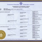 Bella's pedigree Bella's pedigree