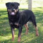 Brutus_5_yrs_sml Brutus_5_yrs_sml