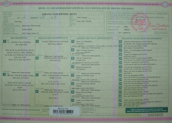 Ghana Pedigree