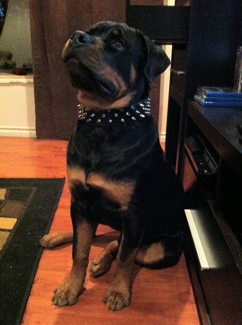 Kilo vom Offenburgher 7 months