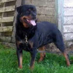 brutus_2008_1 brutus_2008_1