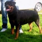 brutus_2008_2 brutus_2008_2
